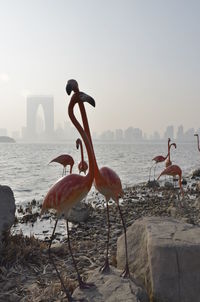 Flamings and city skyline, suzhou china