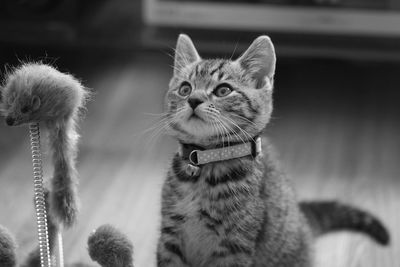 Close-up portrait of cat