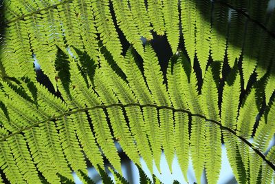 Close-up of fern leaf