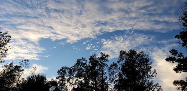 Low angle view of silhouette trees against sky