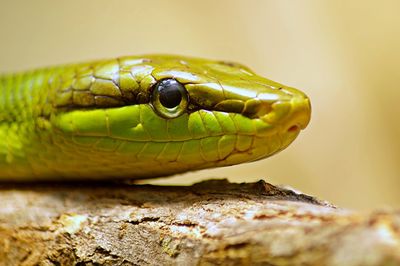 Close-up of frog