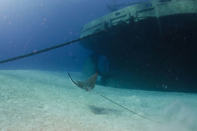 Eagle ray swimming past wreck