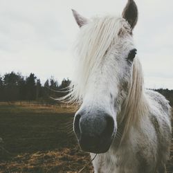 Close-up of horse