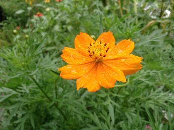 Close-up of water drops on yellow flower