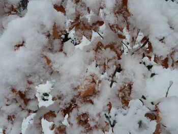 Full frame shot of snow