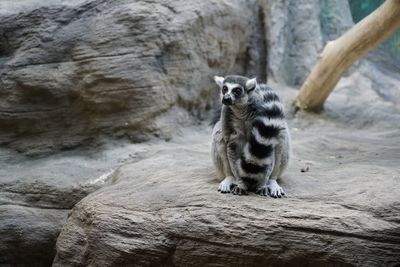 Lemur sitting on rock in zoo