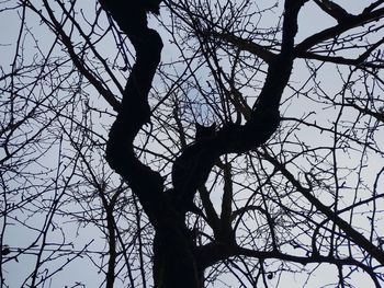 Low angle view of silhouette bare tree against sky