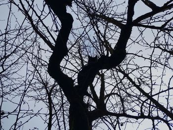 Low angle view of silhouette bare tree against sky