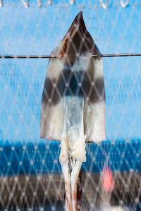 Close-up of clothes hanging on fence against blue sky