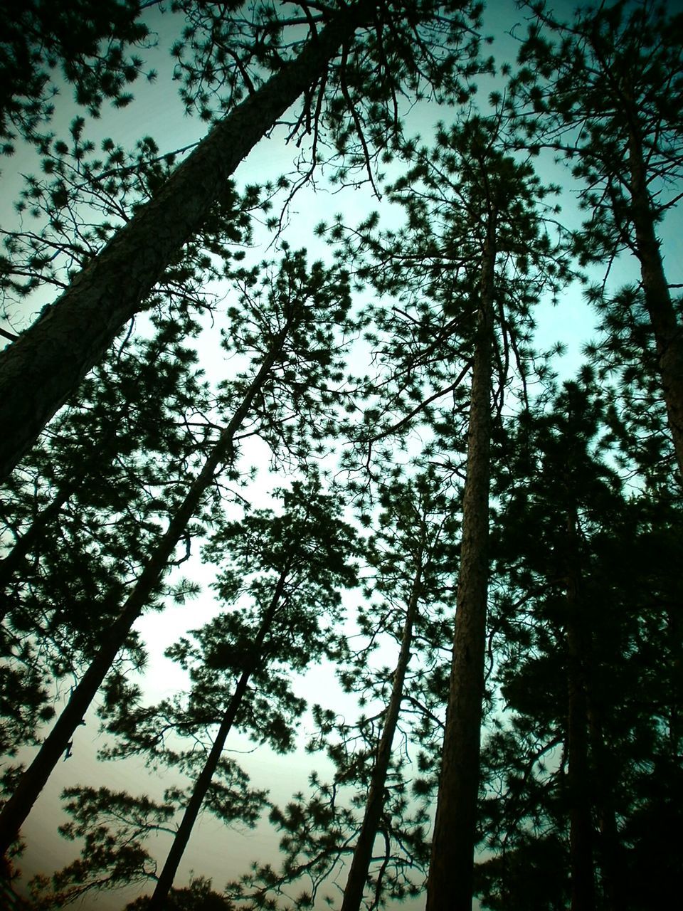 LOW ANGLE VIEW OF TREES AGAINST SKY