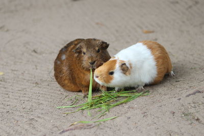 High angle view of guinea pig on field