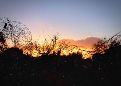 Silhouette trees against dramatic sky during sunset