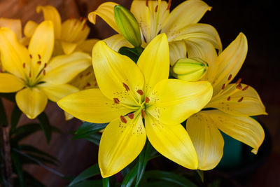 Beautiful yellow lilies bloom in the summer.