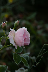 Close-up of pink rose