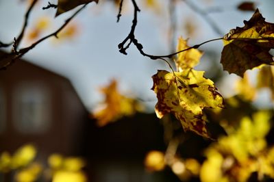 Close-up of maple leaves on tree during autumn
