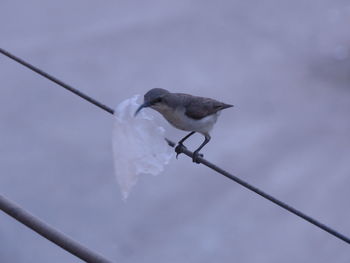 Low angle view of bird on cable against sky