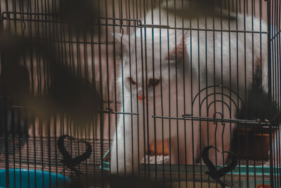 View of birds in cage