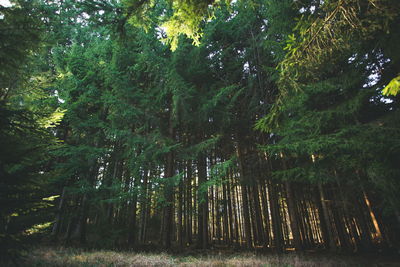 Trees in forest