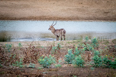 Deer standing in a lake