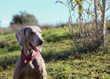 Close-up of dog on field