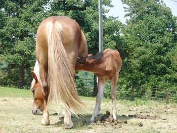 Brown horse feeding foal on grassy field