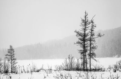 Bare tree on snow covered field against clear sky