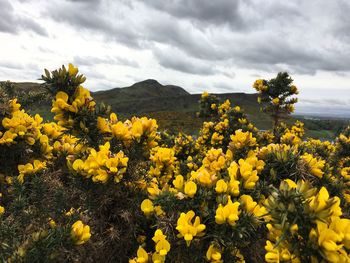 Yellow flowering plants on field against sky