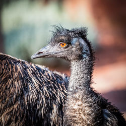 Close-up of a bird looking away