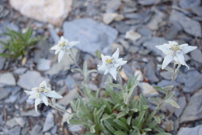 Close-up of white flowers