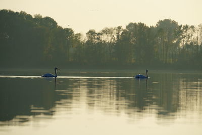 Ducks in a lake