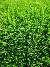 Full frame shot of grass on field