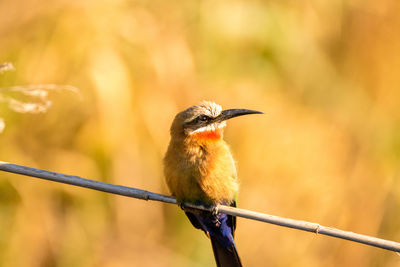 Close-up of bird perching on twig