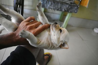 High angle view of hand holding cat