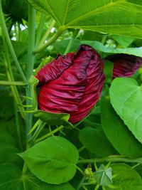 Close-up of red flower plant