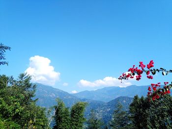 Low angle view of trees against blue sky