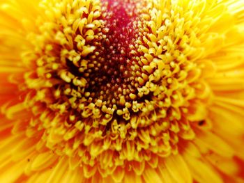 Extreme close-up of yellow flower