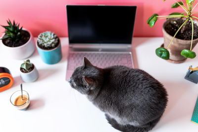 Cat on a desk at home with laptop, plants and alarm clock at morning
