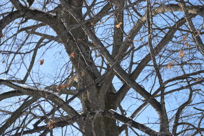 Low angle view of bare trees in forest during winter