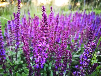 Close-up of purple flowering plants on field