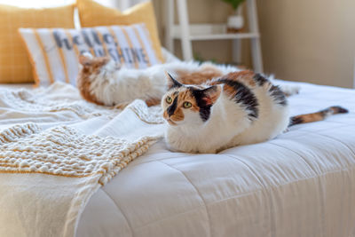 Portrait of cat resting on bed at home