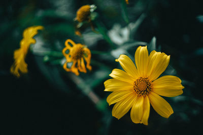 Close-up of yellow cosmos flower