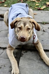 Close-up portrait of dog sitting on footpath