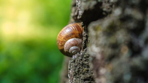 Close-up of snail on tree trunk