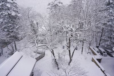 Close-up of snow on tree against sky