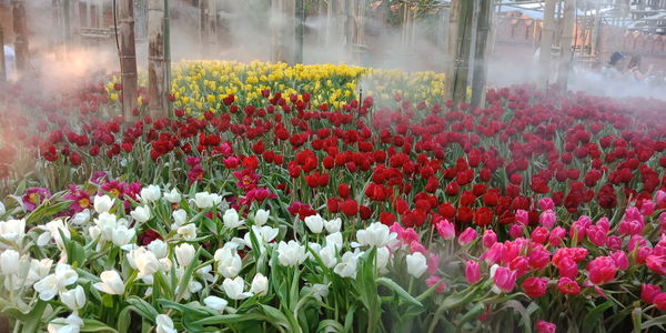 Close-up of pink flowering plants on land