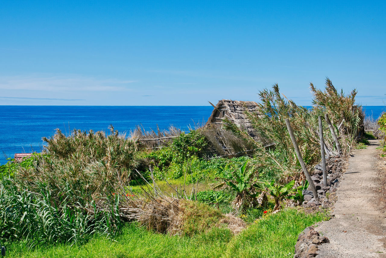 PLANTS GROWING ON BEACH AGAINST SKY