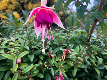 Close-up of pink flowering plant