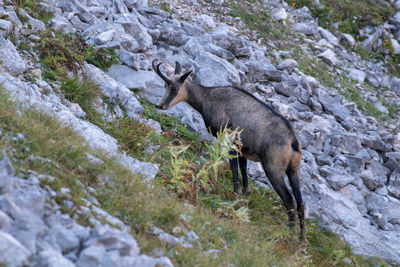 Deer in a rock