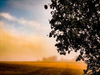 Silhouette tree on field against sky at sunset