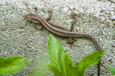 Close-up of a lizard on tree